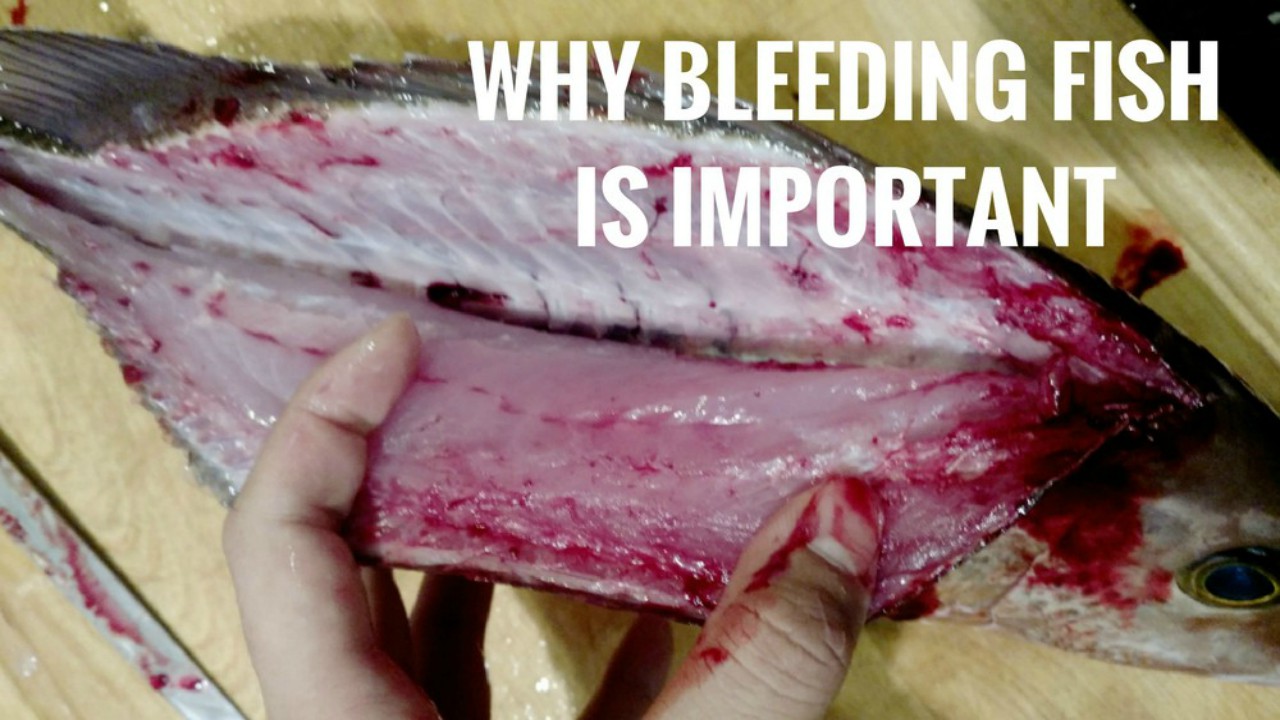 Why bleeding fish is important