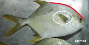 Farm Raised Pompano