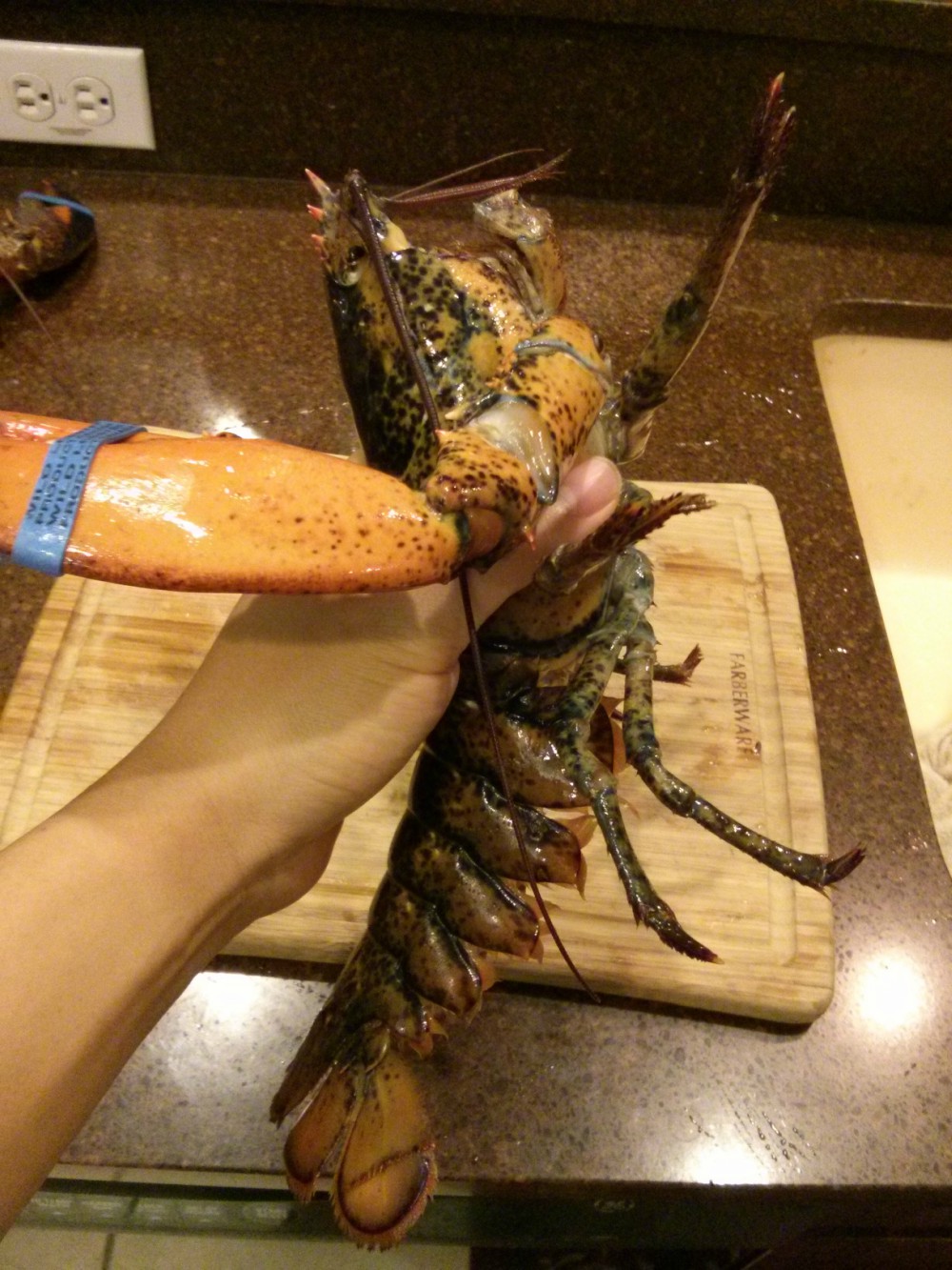 Heavy Healthy Lobster