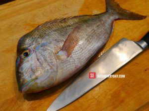 Knobbed Porgy