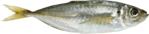 Aji (Horse Mackerel)