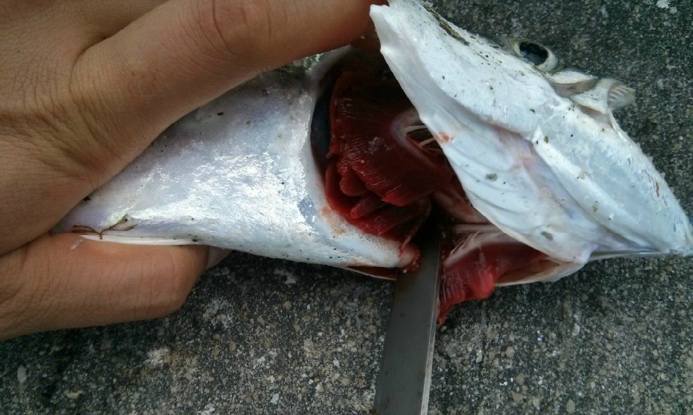 Difference between bled and not bled fish.