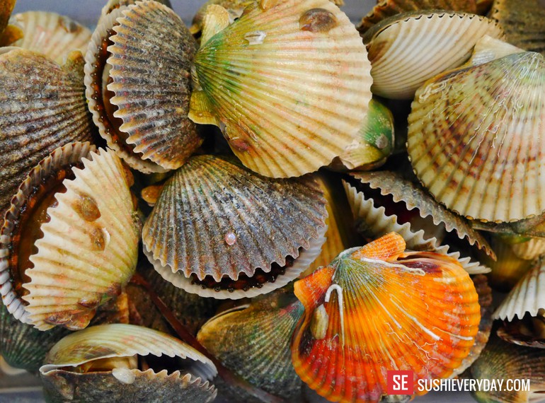 Live Bay Scallop from Florida