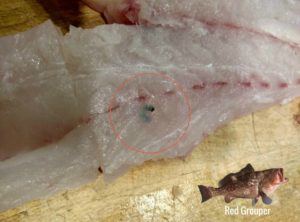 Red Grouper Worms Parasites