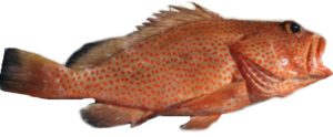 Rock Hind Strawberry Grouper Sushi