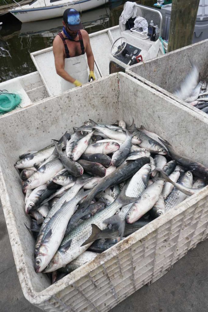 Florida Mullet Fishing